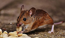 24 Hour & Emergency Exterminators in Haldeman, KY